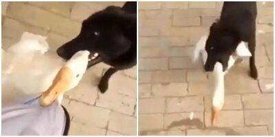 Пёс героически спас хозяина от агрессивного гуся - mur.tv