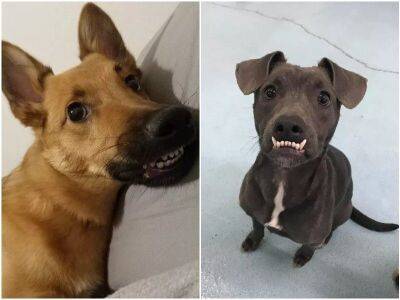 15 смешных собак, которые сразят вас своими улыбками - mur.tv