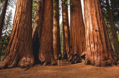 Как выглядят и сколько лет растет Секвойя самое большое дерево в мире - chert-poberi.ru - Россия - Сша - штат Калифорния