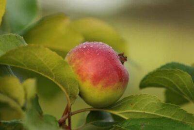 Четыре секрета, как получать урожай с яблони каждый год - sadogorod.club