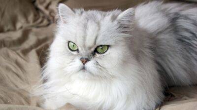 Купание персидской кошки - mur.tv