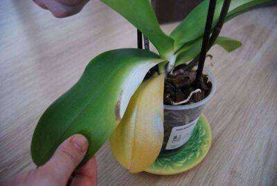 У орхидеи желтеют листья: причины и что делать, как спасти - sadogorod.club