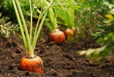 Названы правила осенней посадки моркови и свеклы - sadogorod.club