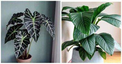 12 лучших комнатных растений с неприлично большими листьями - lifehelper.one