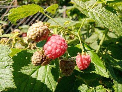 Что нужно малине осенью: укрепляем корневую систему в сентябре для крупных ягод - sadogorod.club