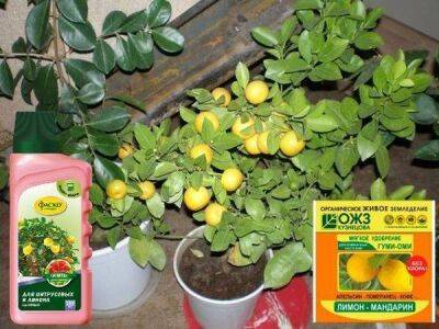 Когда и чем подкармливать домашний лимон: подходящие удобрения - sadogorod.club