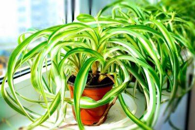 Как правильно ухаживать за хлорофитумом, чтобы растение было здоровым - polsov.com