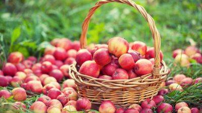 10 вариантов, как победить большой урожай яблок - sadogorod.club