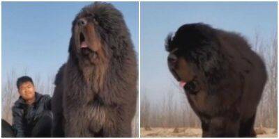Огромный пёс удивил пользователей сети - mur.tv