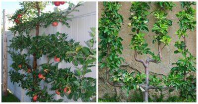 Уникальный метод выращивания фруктовых деревьев на шпалере, экономия места и богатый урожай - cpykami.ru