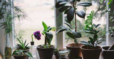 ТОП-8 лучших натуральных удобрений для комнатных растений - lifehelper.one