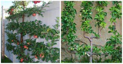 Уникальный метод выращивания фруктовых деревьев на шпалере, экономия места и богатый урожай - lifehelper.one