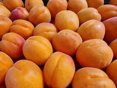 6 дел с абрикосами, которые помогут увеличить урожай в 2 раза: правила опытных дачников - sadogorod.club