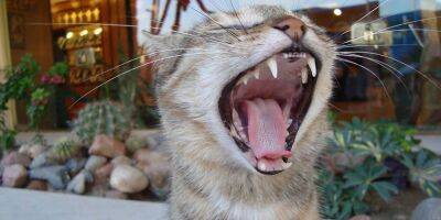 У кошки болят зубы: что делать - mur.tv