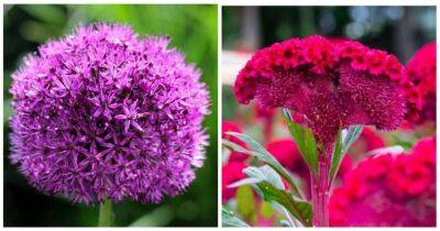 «Вау» эффект для сада: растения с крупными и эффекными цветами - cpykami.ru