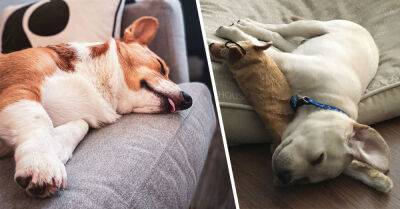Определяем характер и настроение собаки по позе, в которой она спит - takprosto.cc