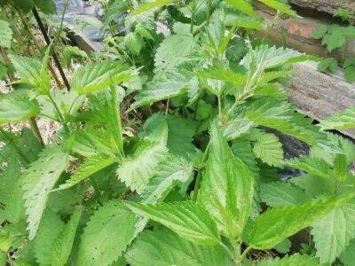 Елен Гутыро - 3 лечебных растения, которые легко вырастить в саду: дачникам на заметку - sadogorod.club