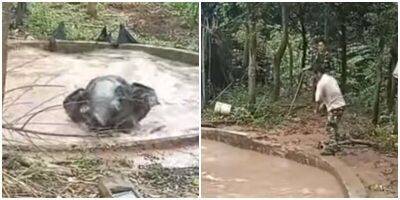 Люди помогли отчаявшемуся слону, который провалился в яму с водой - mur.tv - Китай