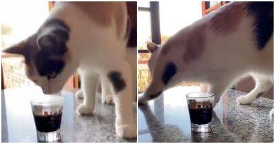 Реакция кота на кофе - mur.tv