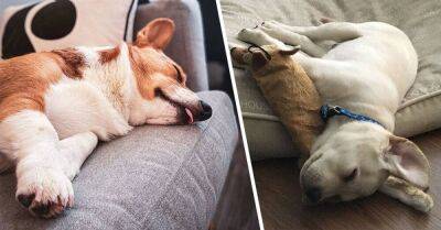 Определяем характер и настроение собаки по позе, в которой она спит - lifehelper.one