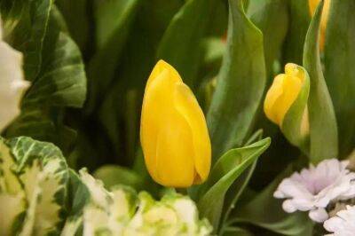 Елен Гутыро - Какого размера луковицы тюльпанов принято сажать осенью, чтобы зацвели в год посадки - sadogorod.club
