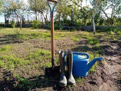 Елен Гутыро - Какие 3 растения посадить осенью в огороде, чтобы превратить рыхлую почву прекрасный чернозем - sadogorod.club