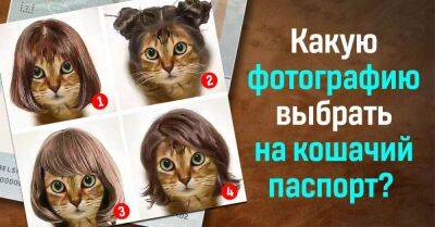 Выбери фото для кошачьего паспорта и узнай свое эмоциональное состояние - lifehelper.one
