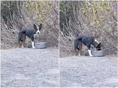 Женщина увидела пугливого щенка на обочине – и решила помочь - mur.tv