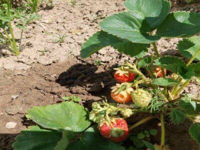 Тимур Хомичев - Чем нужно подкормить клубнику в сентябре: в следующем году будет богатый урожай ягод - sadogorod.club