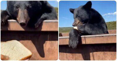 Женщина отдала голодному медведю свой бутерброд - mur.tv