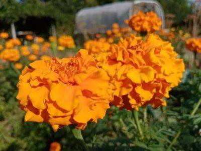 Елен Гутыро - 3 популярных садовых цветка, которые не требуют особого ухода: красиво цветут весь сезон - sadogorod.club