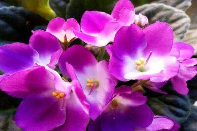 Елен Гутыро - Не только красивые, но и вкусные: 3 съедобных цветка для вашего сада - sadogorod.club