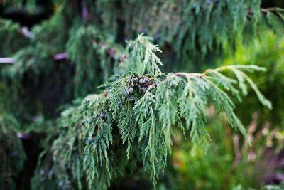 Кипарисовик нутканский в средней полосе: сорта и особенности выращивания - sadogorod.club - штат Калифорния - Колумбия - штат Аляска