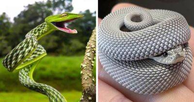 13 фотографий змей, которые своим очарованием развеивают миф о том, что они — жуткие существа - mur.tv