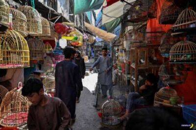 Птичий рынок в Кабуле - chert-poberi.ru - Афганистан