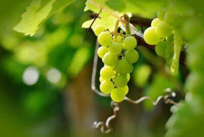 Как выбирать саженцы винограда для посадки осенью - sadogorod.club