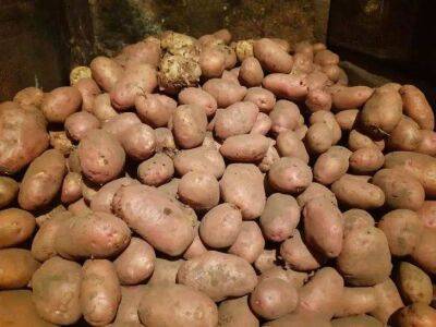 Елен Гутыро - 3 причины, почему через 3-4 недели после уборки картофеля весь урожай может сгнить - sadogorod.club