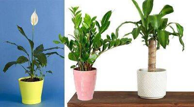 Британские ученые доказали, что комнатные растения способны очищать воздух - sadogorod.club - Birmingham
