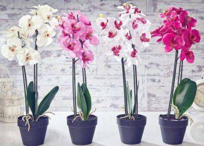 ​Простимулируйте орхидею на обильное цветение - lifehelper.one