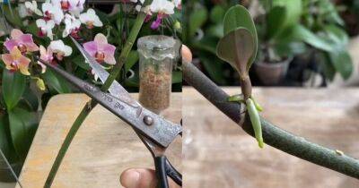 Новая орхидея из цветоноса: выращиваем детку на отцветшей стрелке - lifehelper.one