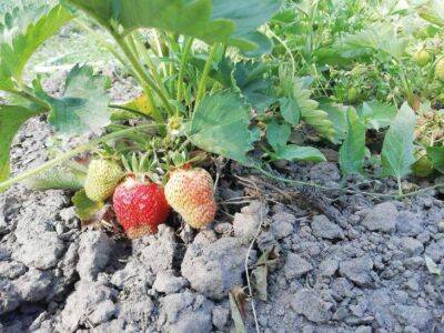 Сидерат, посеянный осенью в междурядьях клубники, увеличивает урожай ягоды в 2 раза: дачная хитрость - sadogorod.club