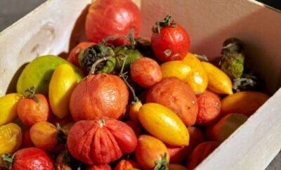 Что сделать из помидоров, если собранный урожай начал портиться - lublusebya.ru