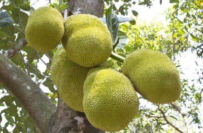 Экзотические фрукты: что растет в тропиках? - lifehelper.one - Индия - Бразилия