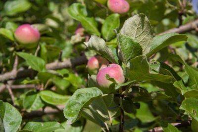 4 средства для обработки яблок, которые продлят срок хранения урожая - sadogorod.club