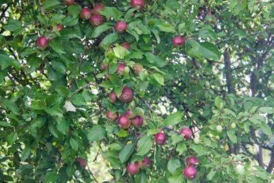 Елен Гутыро - Только так кормите яблони в любое время года: придерживаясь правил, соберете отменный урожай - sadogorod.club