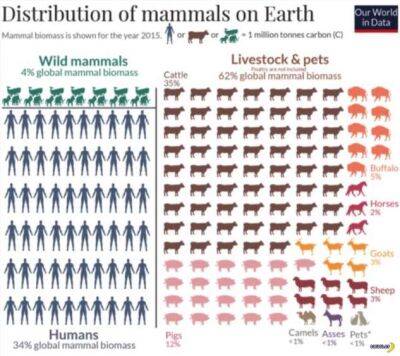 Статистика по млекопитающим в мире - chert-poberi.ru