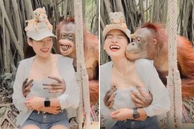 Забавное видео: орангутанг обнял за грудь и поцеловал туристку в зоопарке Бангкока - porosenka.net - Бангкок
