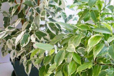 Почему на листьях комнатных растений появляются коричневые наросты - sadogorod.club