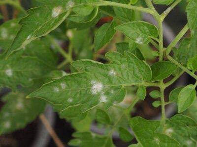 Белые пятна на листьях рассады томатов: что это такое и что делать - sadogorod.club