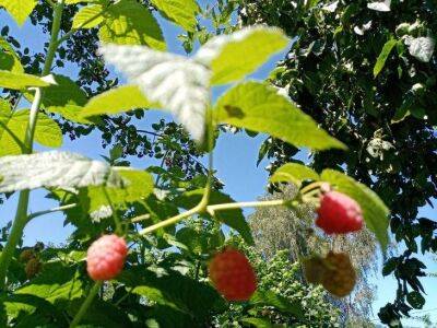 Как правильно ухаживать за малиной весной, чтобы ягоды были крупные и сладкие - sadogorod.club